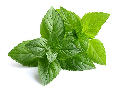 Peppermint Oil - 10ml